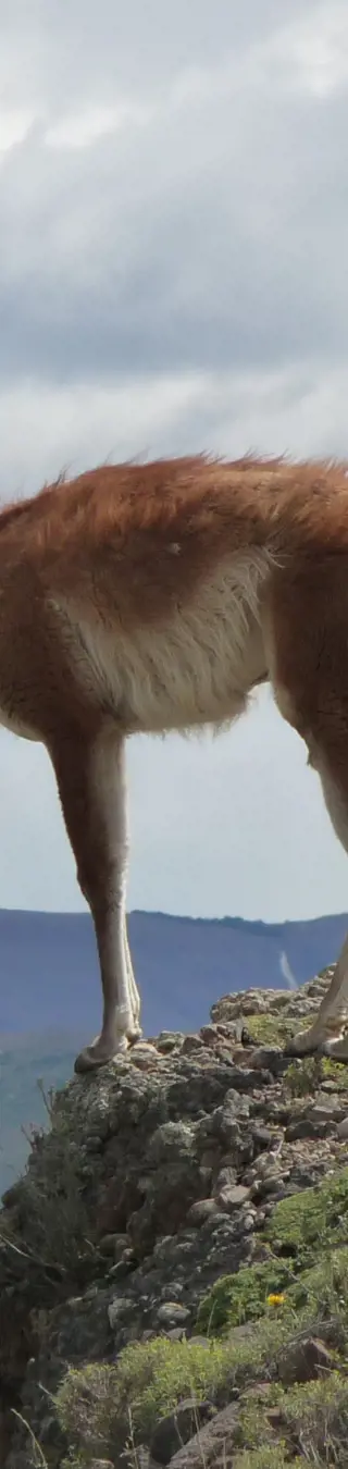 Guanacos sind gute Kletterer.